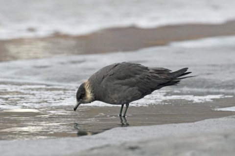 Arctic skua