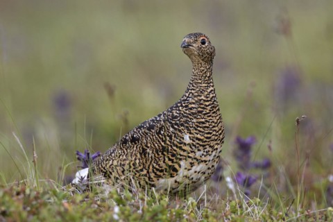 Icelandic rock ptarmigan
