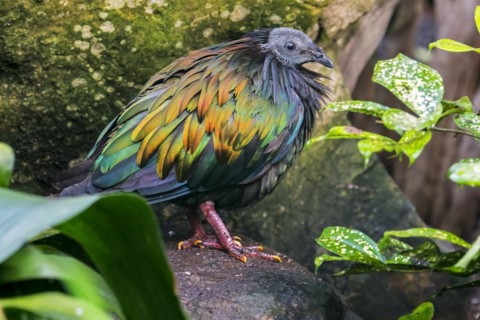 Nicobar pigeon