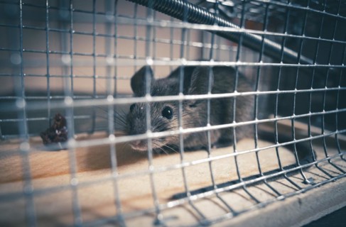 A mouse sits in a live trap for mice in Berlin. 18.04.2023.