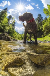 Underwater photo of a mountain stream in the Limestone Alps National Park with domestic dog Lagotto Romagnolo