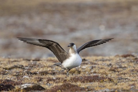 Arctic skua