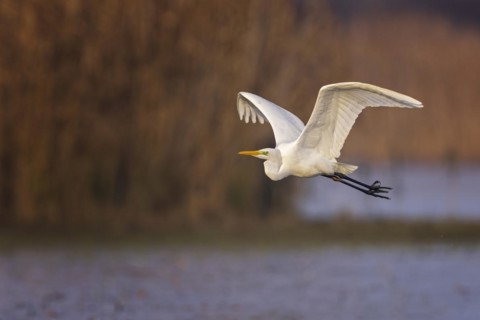 Great egret