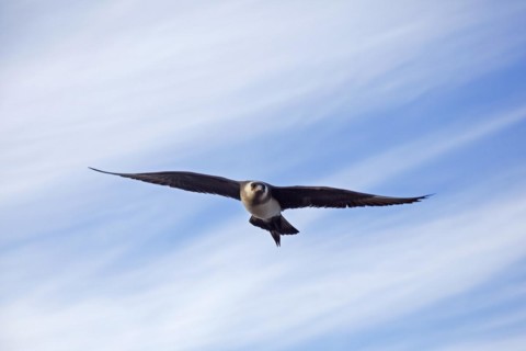 Arctic skua