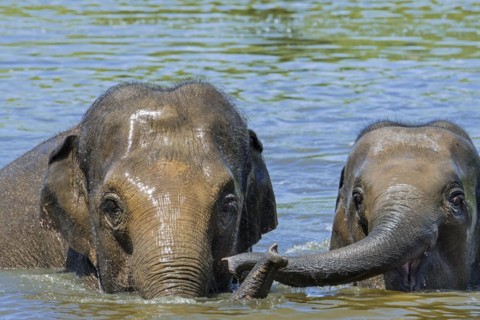 Asian elephant