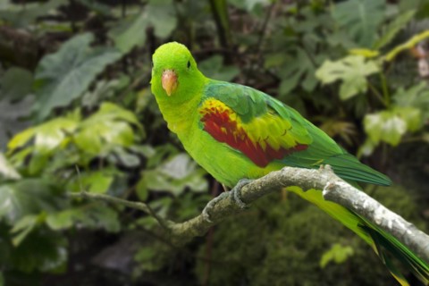 Jonquil parrot