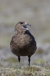 Great skua