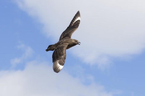 Great skua