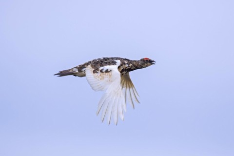 Icelandic rock ptarmigan