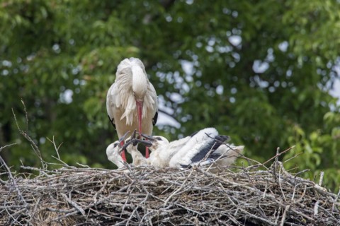 White storks