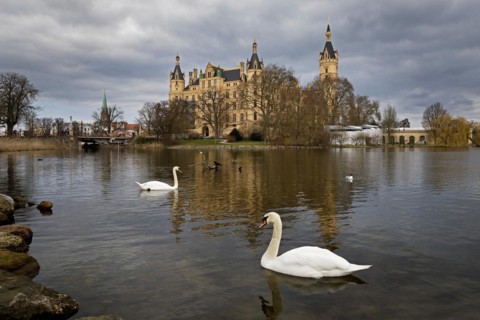Schwerin Castle with two Mute Swans