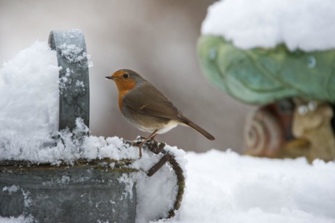 European Robin