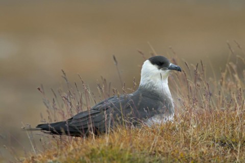 Arctic skua