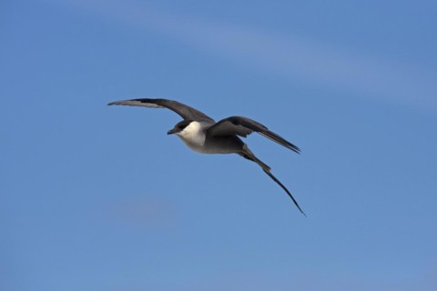 Long-tailed skua