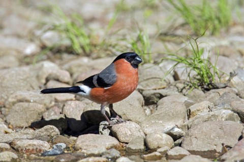 Eurasian bullfinch