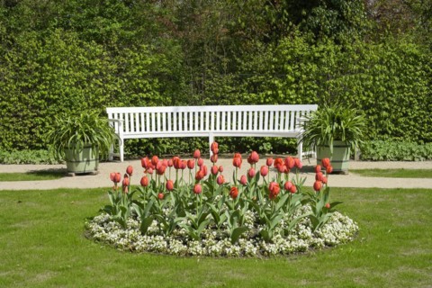 Tulip bed