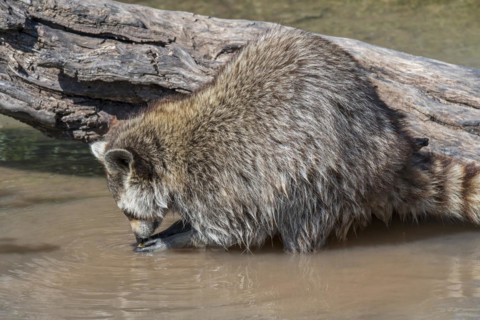 Common raccoon