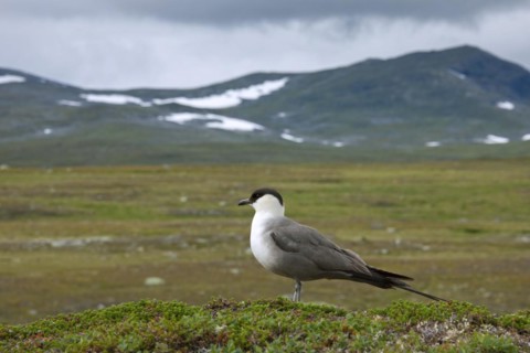 Long-tailed Jaeger