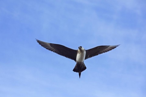Arctic skua
