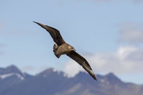 Great skua