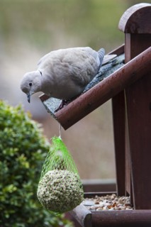 Hungry Eurasian Collared Dove