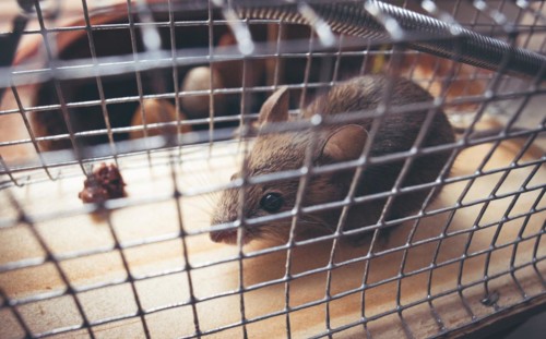 A mouse sits in a live trap for mice in Berlin. 18.04.2023.