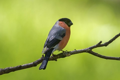 Eurasian bullfinch