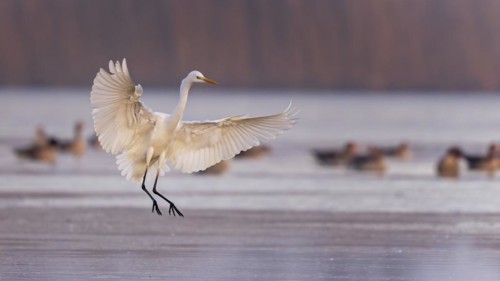 Great egret
