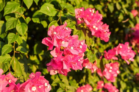 Hydrangea