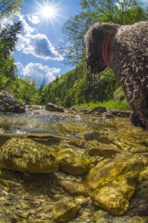 Underwater photo of a mountain stream in the Limestone Alps National Park with domestic dog Lagotto Romagnolo