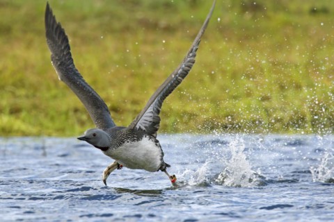 Ringed red-throated loon
