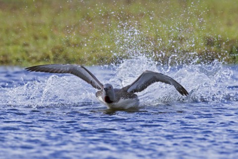 Red-throated loon