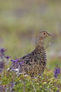 Icelandic rock ptarmigan