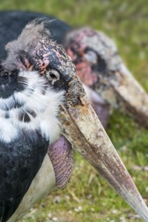 Marabou stork