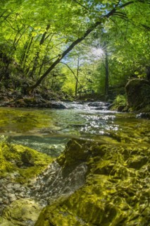 Underwater photo in a mountain stream in the Kalkalpen National Park