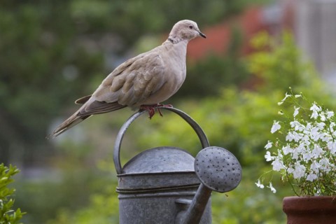 Eurasian Collared Dove