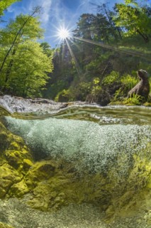 Underwater photo of a mountain stream in the Limestone Alps National Park with domestic dog Lagotto Romagnolo