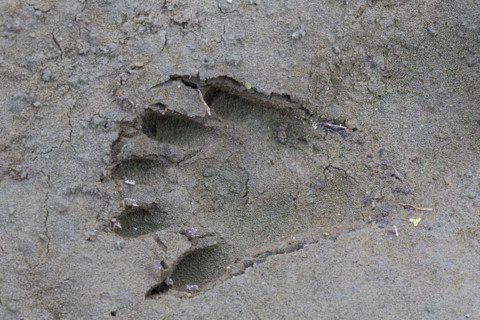 North American raccoon