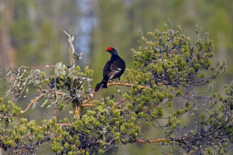 Black grouse