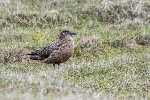 Great skua