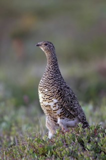 Icelandic rock ptarmigan