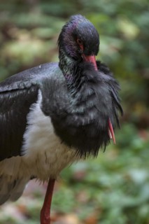 Black stork