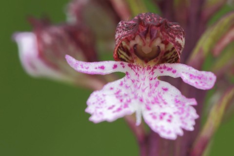 Flower figure on northern marsh-orchid