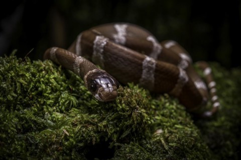 A snake of the genus