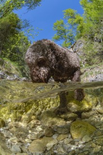 Underwater photo of a mountain stream in the Limestone Alps National Park with domestic dog Lagotto Romagnolo