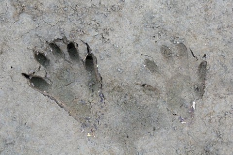North American raccoon