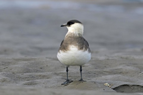 Arctic skua