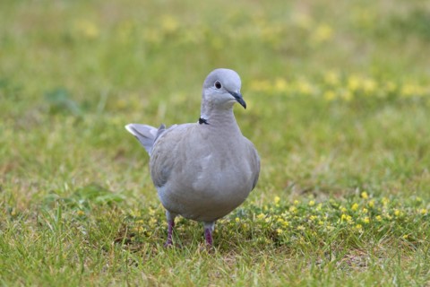 Eurasian collared dove
