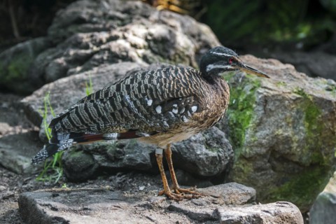 Sunbittern