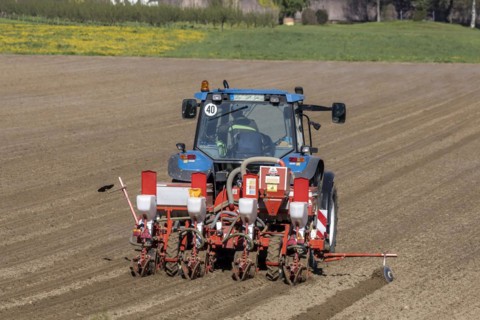 Sowing maize